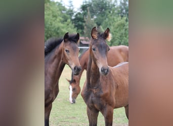 Niemiecki koń wierzchowy, Ogier, Źrebak (04/2026), Gniada