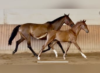 Niemiecki koń wierzchowy, Ogier, Źrebak (04/2025), Kasztanowata