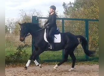 Niemiecki koń wierzchowy, Wałach, 10 lat, 165 cm, Skarogniada