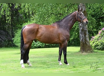 Niemiecki koń wierzchowy, Wałach, 10 lat, 182 cm, Gniada
