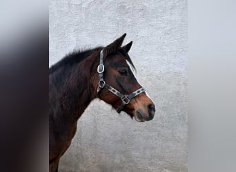 Niemiecki koń wierzchowy, Wałach, 12 lat, 148 cm, Gniada