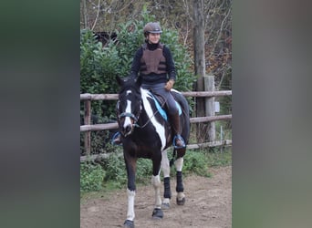 Niemiecki koń wierzchowy Mix, Wałach, 15 lat, 174 cm, Srokata