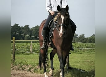 Niemiecki koń wierzchowy Mix, Wałach, 17 lat, 168 cm, Ciemnogniada