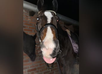 Niemiecki koń wierzchowy Mix, Wałach, 17 lat, 168 cm, Ciemnogniada