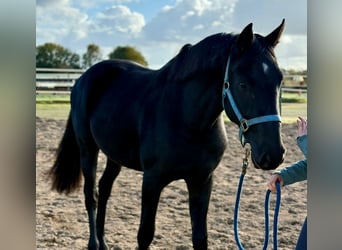 Niemiecki koń wierzchowy, Wałach, 2 lat, 155 cm, Kara