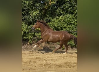 Niemiecki koń wierzchowy, Wałach, 3 lat, 164 cm, Ciemnokasztanowata