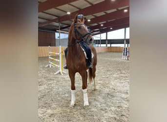 Niemiecki koń wierzchowy, Wałach, 3 lat, 170 cm, Kasztanowata