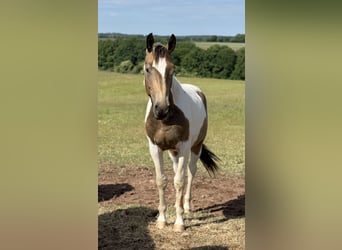 Niemiecki koń wierzchowy, Wałach, 3 lat, 170 cm, Srokata