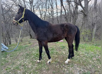 Niemiecki koń wierzchowy Mix, Wałach, 4 lat, 146 cm, Ciemnogniada