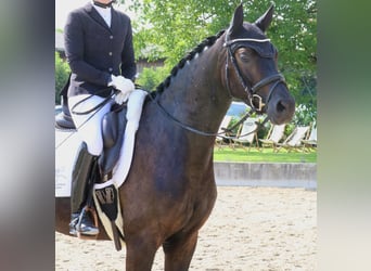 Niemiecki koń wierzchowy, Wałach, 4 lat, 161 cm, Skarogniada