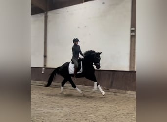 Niemiecki koń wierzchowy, Wałach, 4 lat, 165 cm, Kara