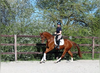 Niemiecki koń wierzchowy, Wałach, 4 lat, 170 cm, Kasztanowata