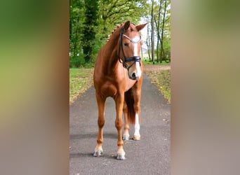 Niemiecki koń wierzchowy, Wałach, 4 lat, 170 cm, Kasztanowata