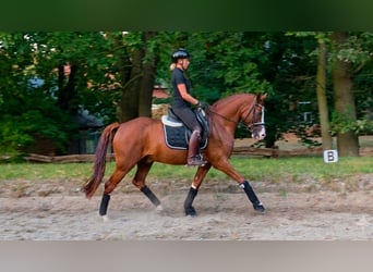 Niemiecki koń wierzchowy, Wałach, 5 lat, 157 cm, Kasztanowata