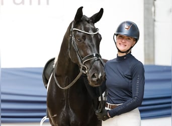 Niemiecki koń wierzchowy, Wałach, 5 lat, 160 cm, Kara