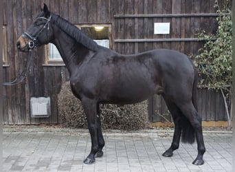 Niemiecki koń wierzchowy, Wałach, 5 lat, 164 cm, Skarogniada