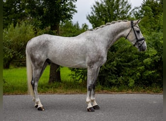 Niemiecki koń wierzchowy, Wałach, 5 lat, 166 cm, Siwa
