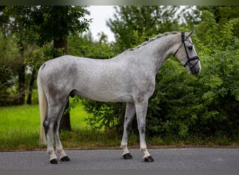 Niemiecki koń wierzchowy, Wałach, 5 lat, 166 cm, Siwa