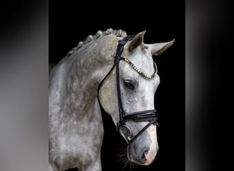 Niemiecki koń wierzchowy, Wałach, 5 lat, 166 cm, Siwa