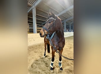 Niemiecki koń wierzchowy, Wałach, 6 lat, 160 cm, Gniada