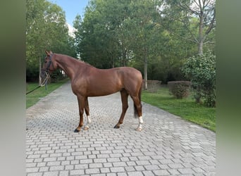 Niemiecki koń wierzchowy, Wałach, 6 lat, 163 cm, Ciemnokasztanowata