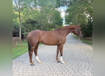 Niemiecki koń wierzchowy, Wałach, 6 lat, 163 cm, Ciemnokasztanowata