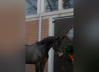 Niemiecki koń wierzchowy, Wałach, 6 lat, 167 cm, Ciemnogniada