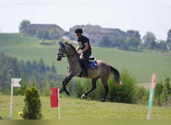 Niemiecki koń wierzchowy, Wałach, 6 lat, 167 cm, Siwa