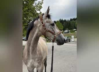 Niemiecki koń wierzchowy, Wałach, 6 lat, 167 cm, Siwa