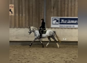 Niemiecki koń wierzchowy, Wałach, 7 lat, 158 cm, Siwa