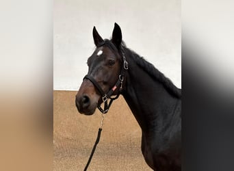 Niemiecki koń wierzchowy, Wałach, 7 lat, 170 cm, Ciemnogniada