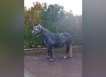 Niemiecki koń wierzchowy, Wałach, 9 lat, 160 cm, Siwa jabłkowita