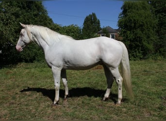 Niemiecki koń wierzchowy, Wałach, 10 lat, 164 cm, Tarantowata