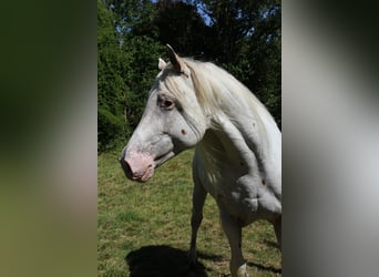 Niemiecki koń wierzchowy, Wałach, 10 lat, 164 cm, Tarantowata