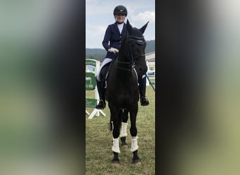 Niemiecki koń wierzchowy, Wałach, 10 lat, 170 cm, Skarogniada