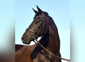 Niemiecki koń wierzchowy, Wałach, 10 lat, 170 cm, Skarogniada