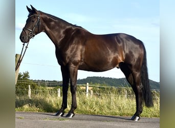 Niemiecki koń wierzchowy, Wałach, 10 lat, 170 cm, Skarogniada
