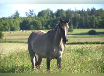 Niemiecki koń wierzchowy, Wałach, 11 lat, 158 cm, Jelenia