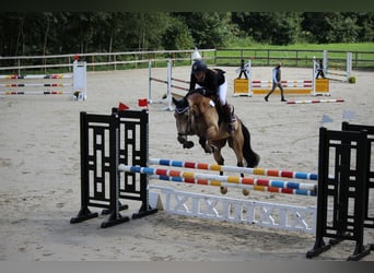 Niemiecki koń wierzchowy, Wałach, 11 lat, 160 cm, Jelenia