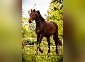 Niemiecki koń wierzchowy, Wałach, 14 lat, 156 cm, Ciemnogniada