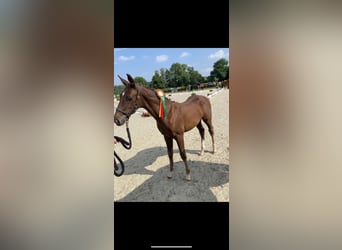 Niemiecki koń wierzchowy, Wałach, 3 lat, Ciemnokasztanowata