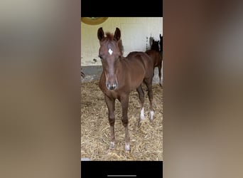 Niemiecki koń wierzchowy, Wałach, 3 lat, Ciemnokasztanowata