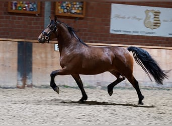 Niemiecki koń wierzchowy Mix, Wałach, 4 lat, 158 cm, Gniada