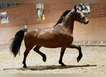 Niemiecki koń wierzchowy Mix, Wałach, 4 lat, 158 cm, Gniada