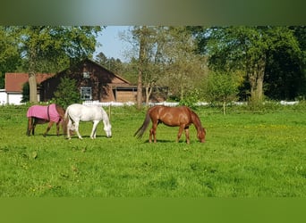 Niemiecki koń wierzchowy, Wałach, 4 lat, 160 cm, Kasztanowata