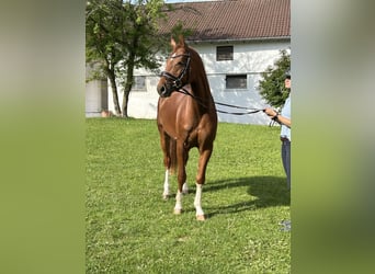 Niemiecki koń wierzchowy, Wałach, 4 lat, 163 cm, Kasztanowata
