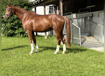 Niemiecki koń wierzchowy, Wałach, 4 lat, 163 cm, Kasztanowata