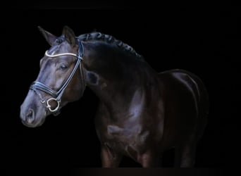 Niemiecki koń wierzchowy, Wałach, 4 lat, 166 cm, Kara