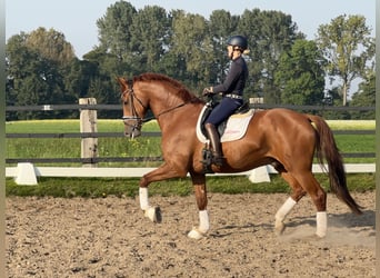 Niemiecki koń wierzchowy, Wałach, 4 lat, 174 cm, Kasztanowata