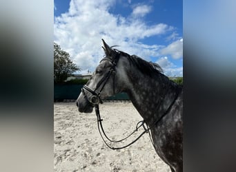 Niemiecki koń wierzchowy, Wałach, 5 lat, 170 cm, Może być siwy